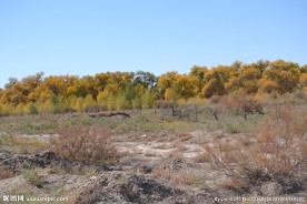 胡杨林
