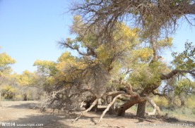 胡杨林