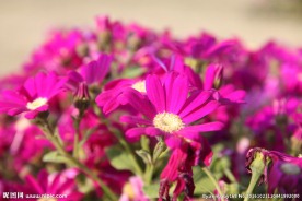 金鸡菊