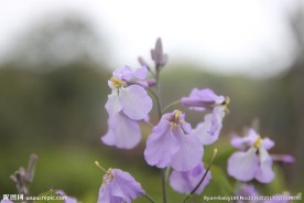 菜花