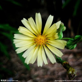 小雏菊