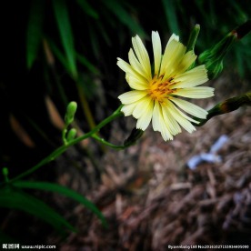 小雏菊