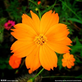 小雏菊