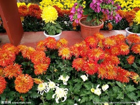 开封菊展