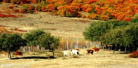 内蒙秋季风光