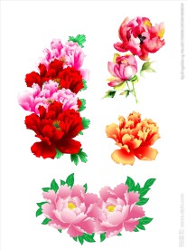 牡丹花
