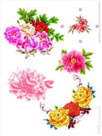 牡丹花