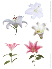 百合花