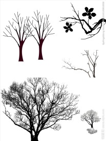 树枝