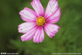 格桑花