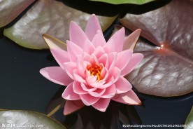 莲花