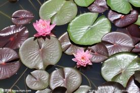 莲花