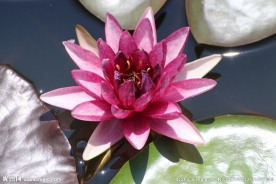 莲花