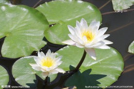 莲花