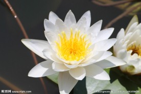 莲花
