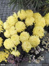菊花