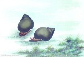 水墨画田螺