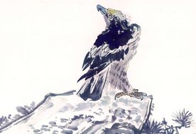 鹰
