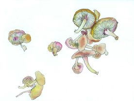 蘑菇
