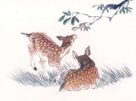 梅花鹿