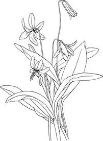 百合花壁画