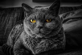 猫