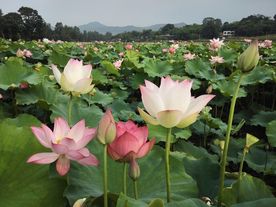 荷花