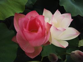 荷花