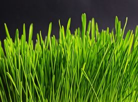 绿色植物