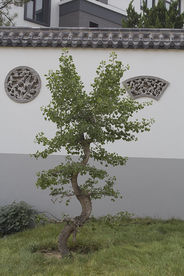 一棵树