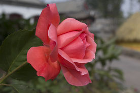 月季花