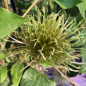 花蕊
