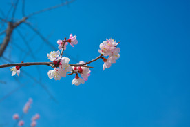 杏花