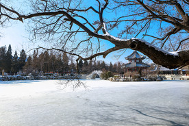 古莲花池雪景