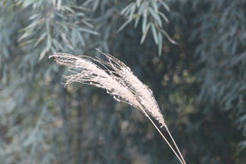 芦苇