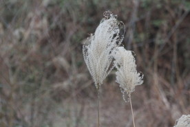 芦苇