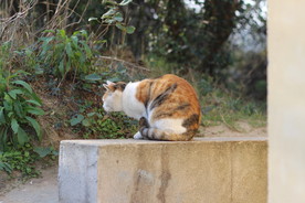猫
