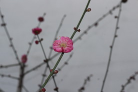 梅花