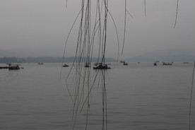 柳树与船