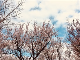 樱花初开