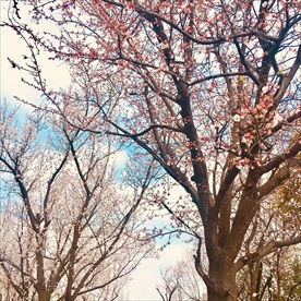 樱花初开
