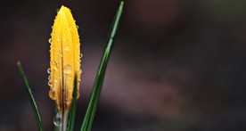 花蕾
