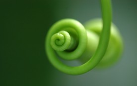 植物嫩芽