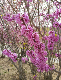 丁香花