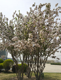 海棠花