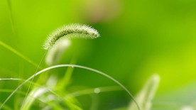 狗尾巴草