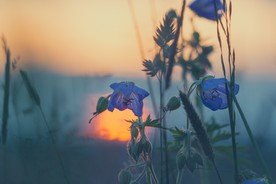 花朵