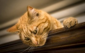橘猫