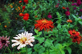 花