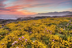 花海